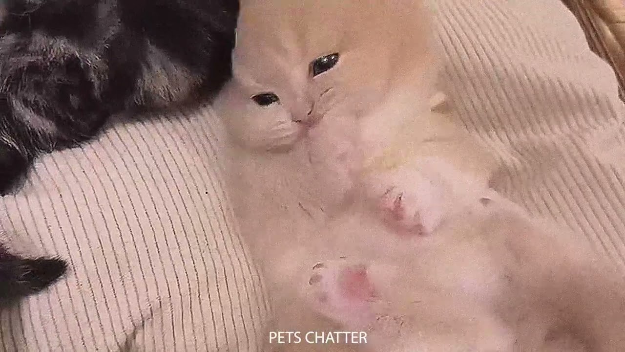 Cute kittens playing happily to improve your mood ♥