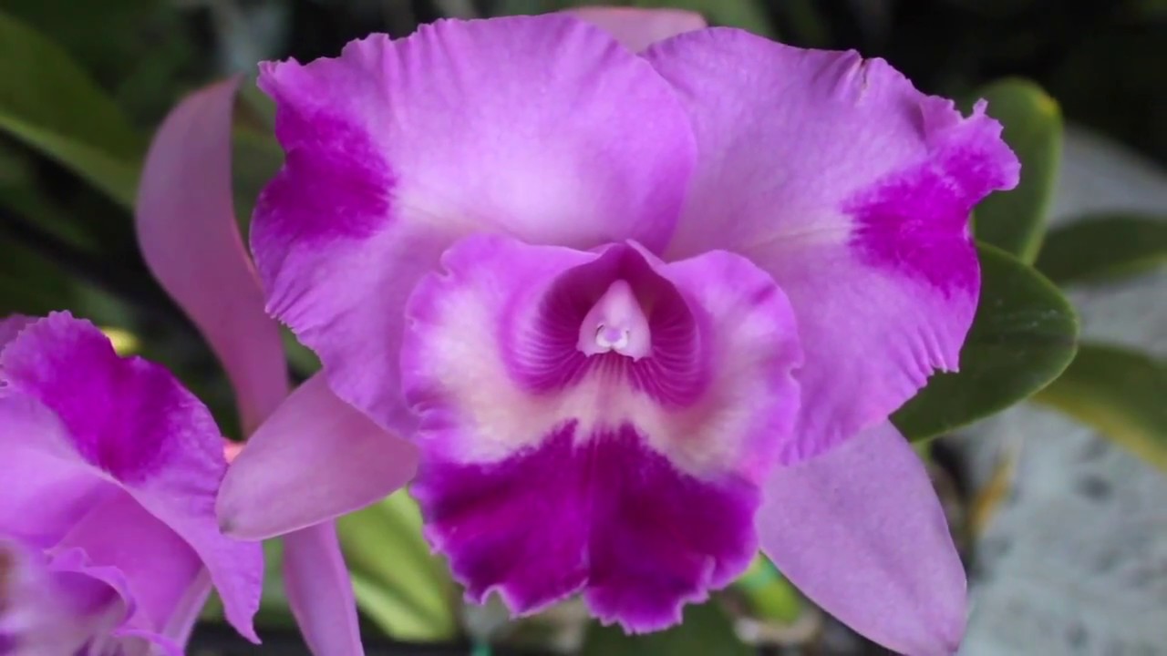 Bc. Island Charm Elizabeth - REVIEW