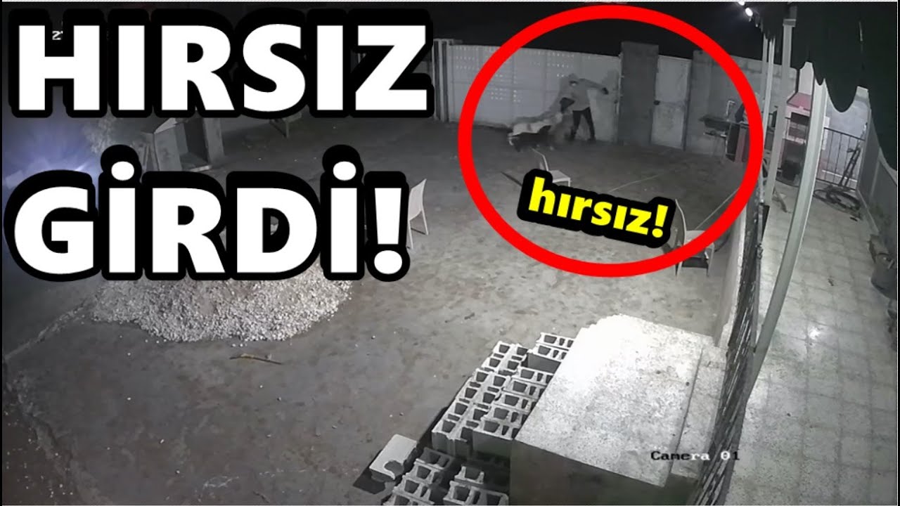 EVE HIRSIZ GİRDİ! KÖPEKLER SALDIRDI!