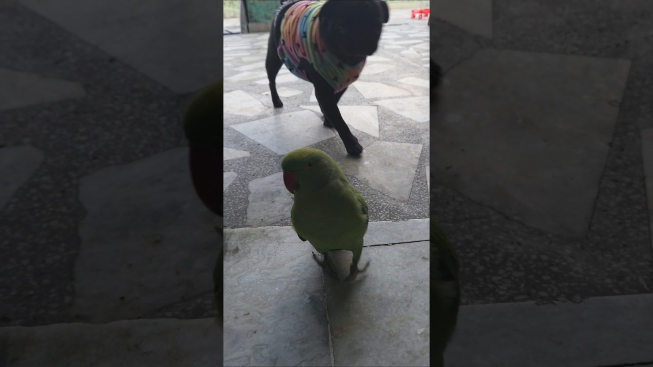 mithu walking with chandi 