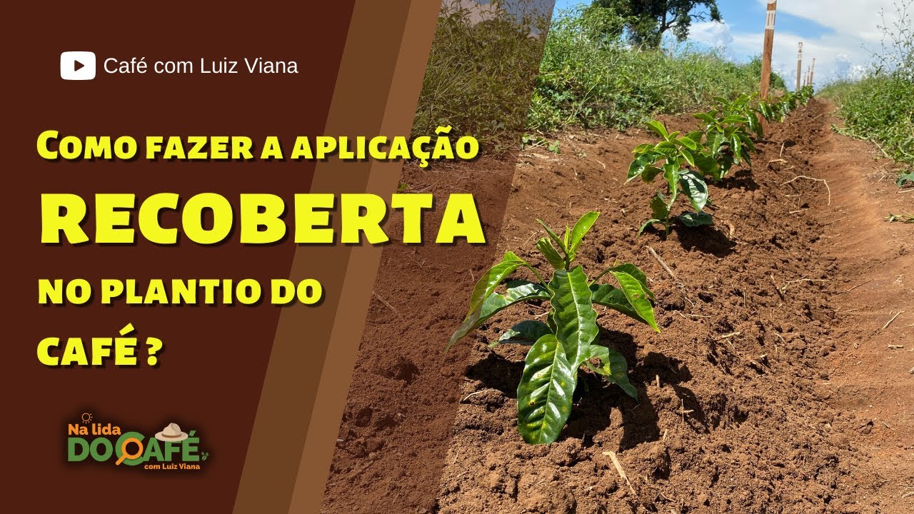 Como Aplicar um Adubo de Liberação Lenta ou Controlada no Plantio do Café ?