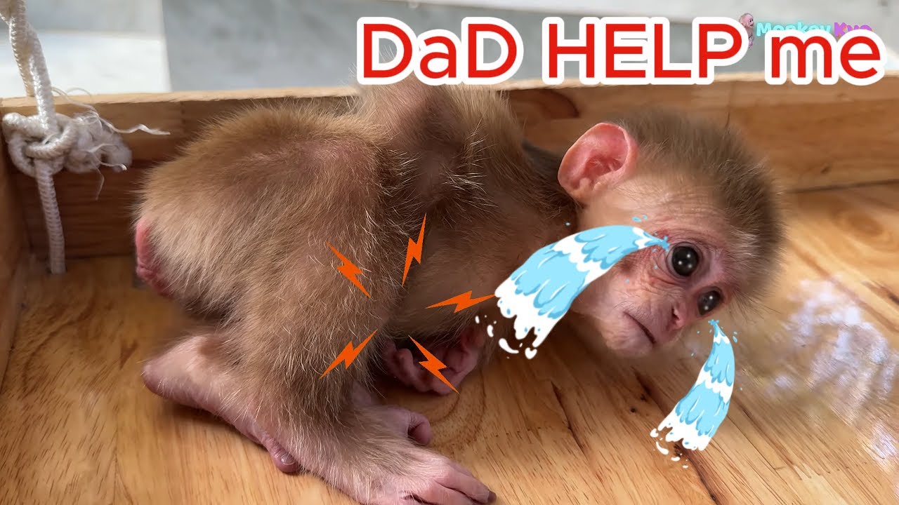baby monkey kyo home alone her stomach ache . Dad came back in time to take her to the hospital.