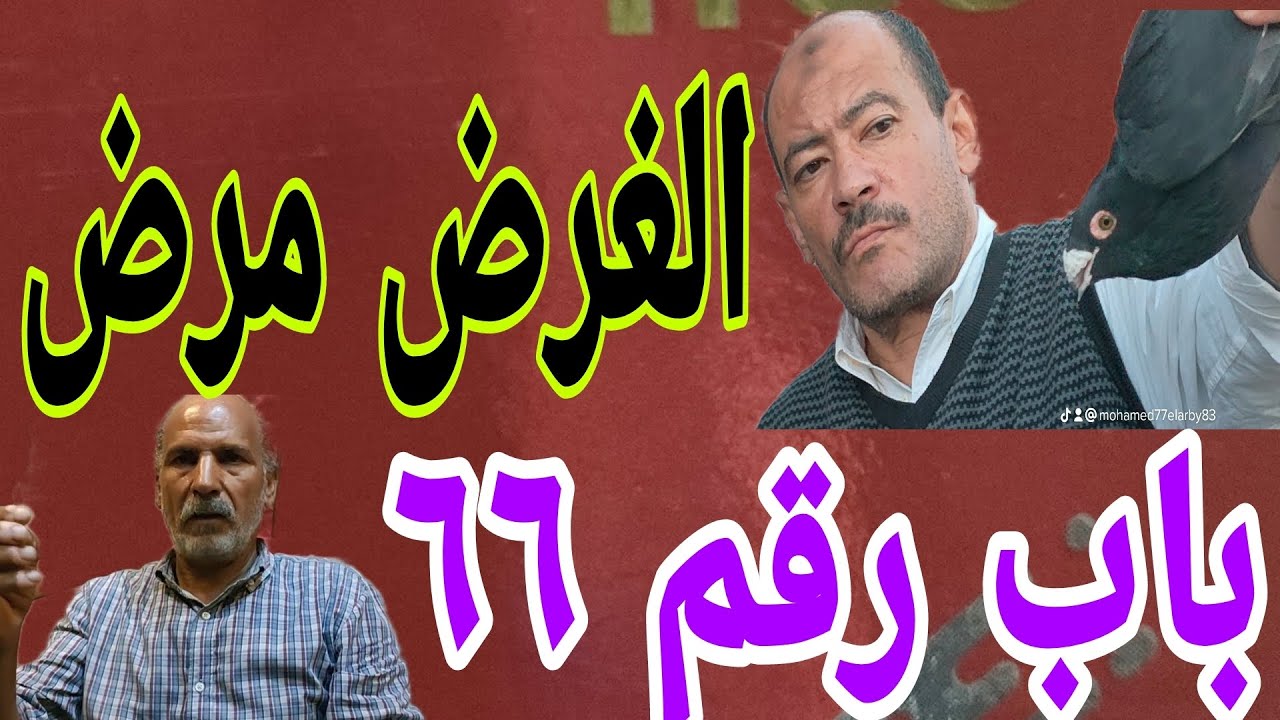 اقوي محسنة بدون مجاملة أو تضليل(عمالقة غية الحمام الغزار)