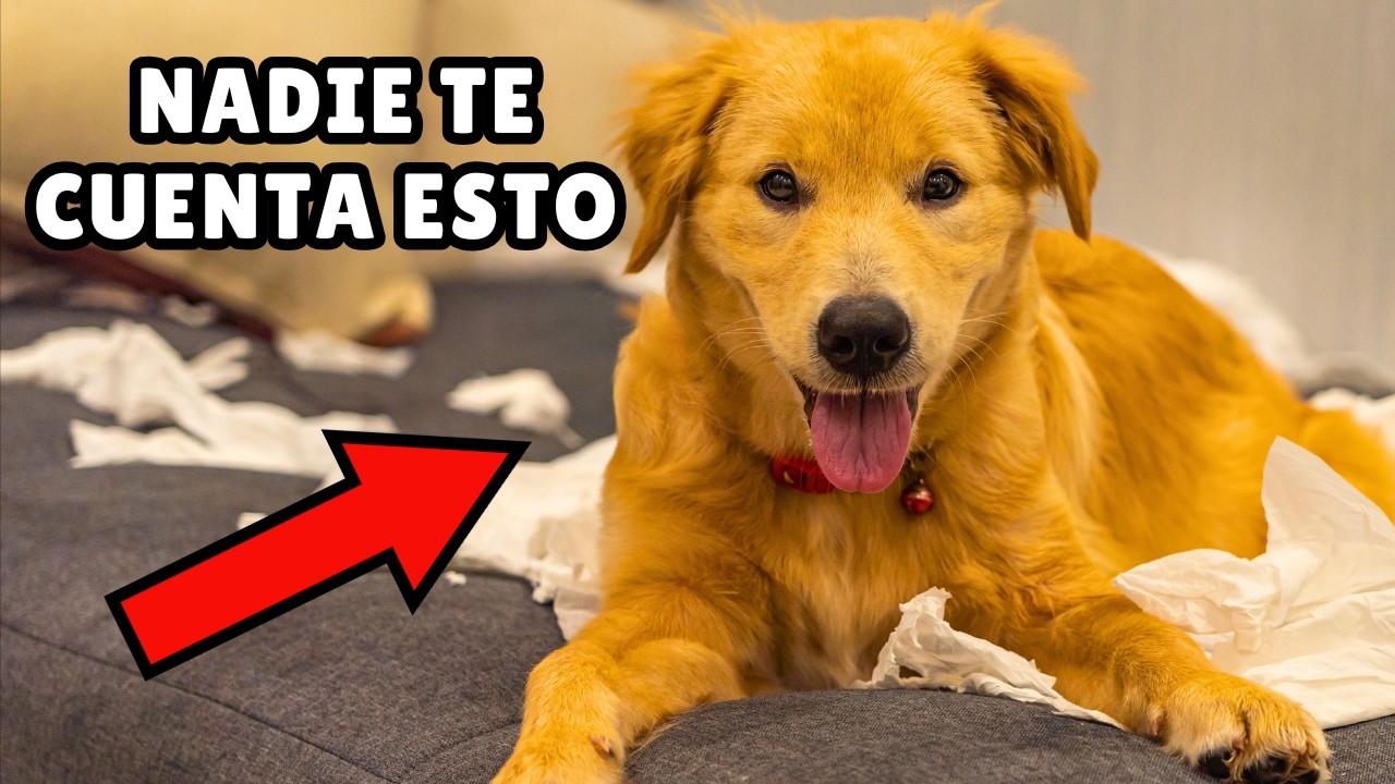 12 cosas que DEBES SABER antes de tener un Golden Retriever