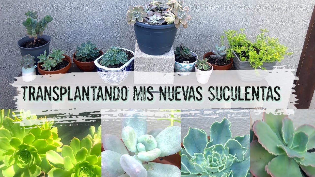 Replantando Mis Nuevas Suculentas