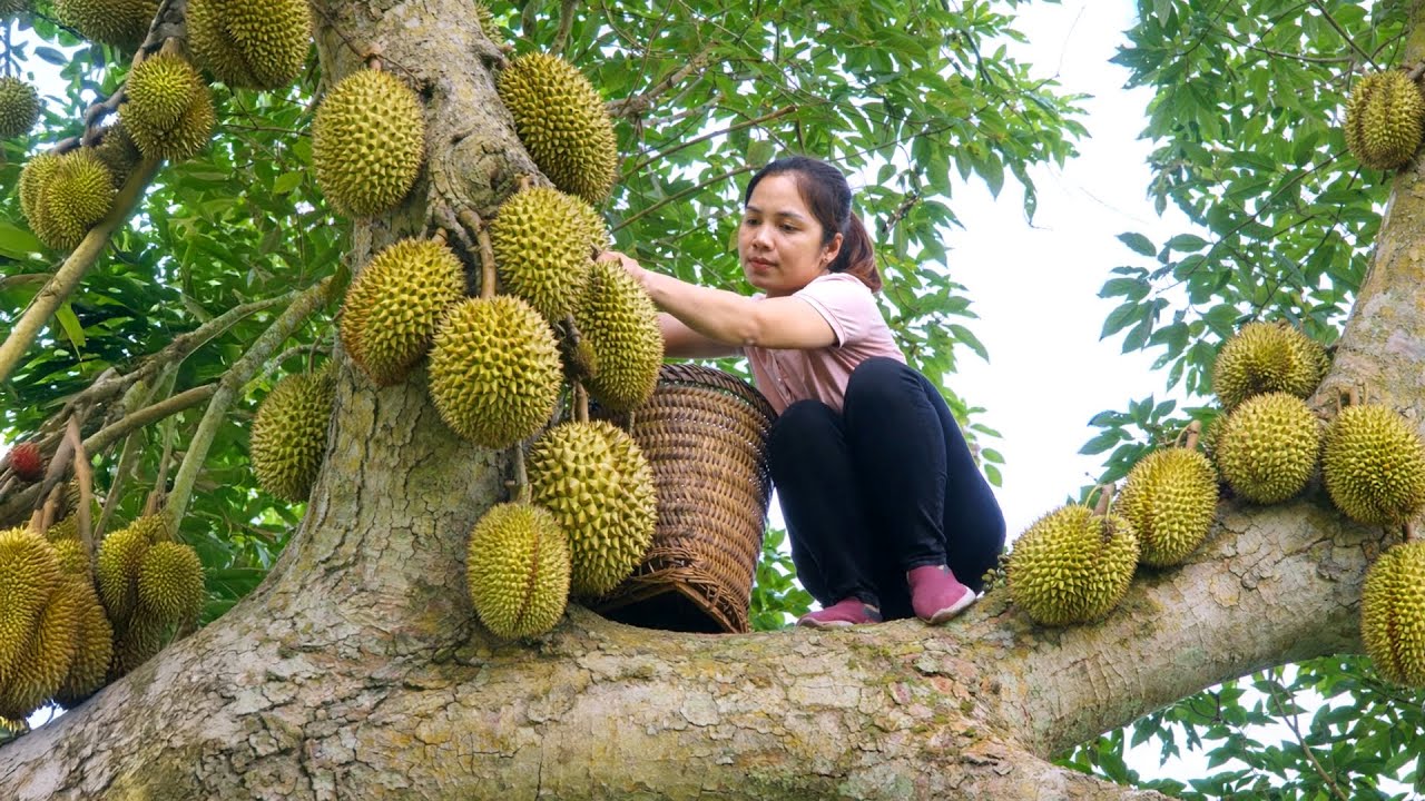 Harvesting 1000 + Kg Giant Fresh Delicious Durian To Sell At Market | Tieu Ca Free Bushcraft
