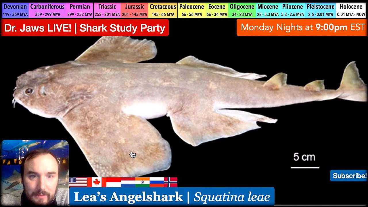 Dr. Jaws LIVE #142 Lea's Angelshark Study Party
