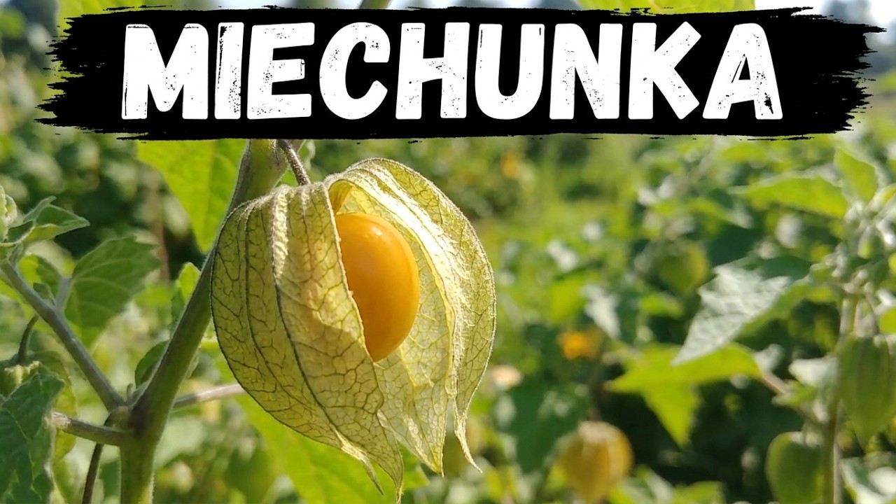 Miechunka peruwiańska, czyli physalis. Uprawa.