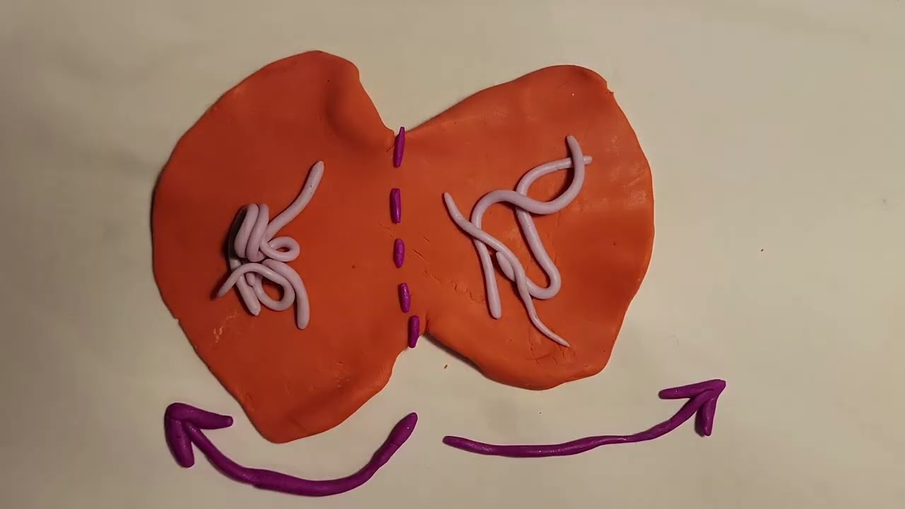 Mitosis