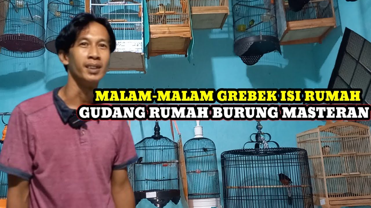 GREBEK RUMAH BURUNG MASTERAN DIJOHAR BARU!!UPDATE HARGA BURUNG MASTERAN TERBARU
