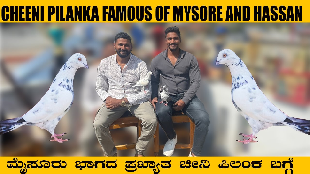 Cheeni pilanka famous of Mysore and hassan | ಮೈಸೂರು ಭಾಗದ ಪ್ರಖ್ಯಾತ ಚೀನಿ ಪಿಲಂಕ ಬಗ್ಗೆ]