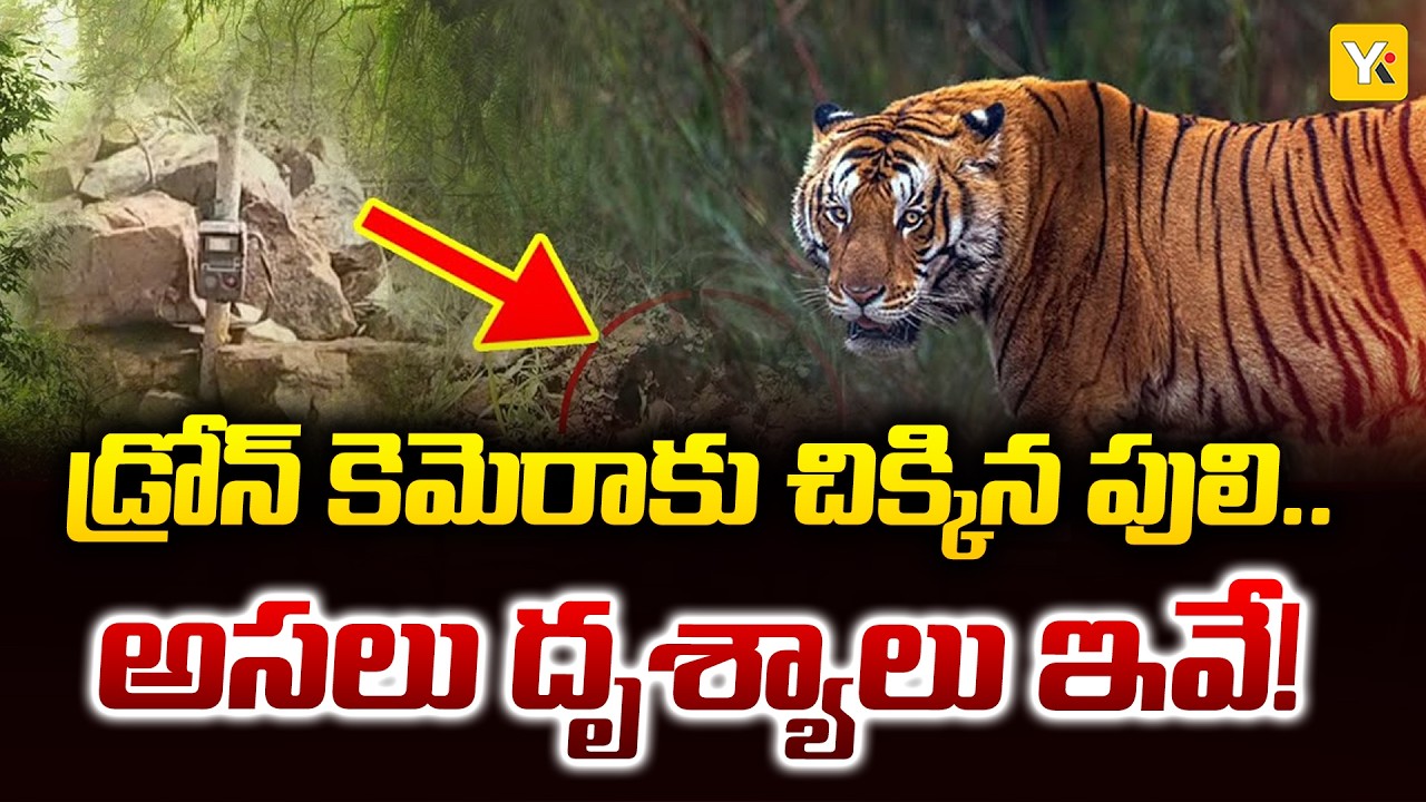 Polavaram Tiger Terror: పాపికొండల అభయారణ్యంలో పెద్దపులి హల్చల్.. Viral Video! | #yktv