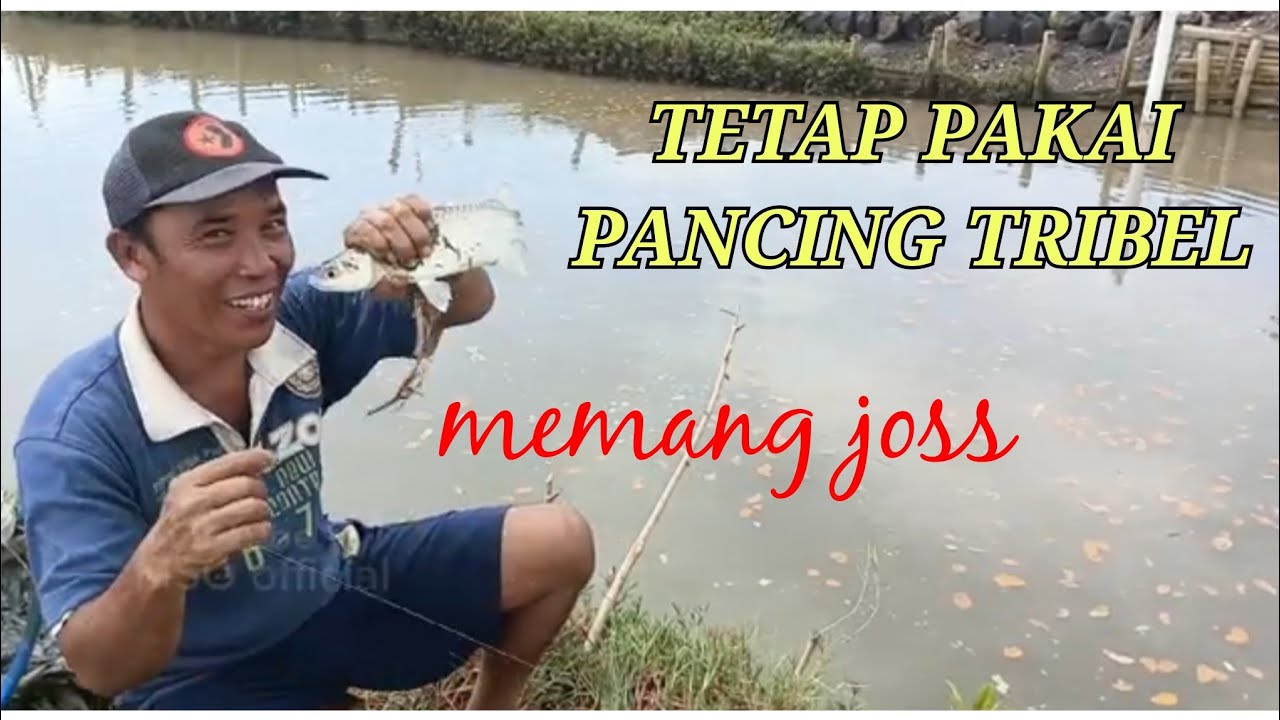 Ini rahasia pancing tribel! Jangan terlalu kuat streknya.biyar cepat kena