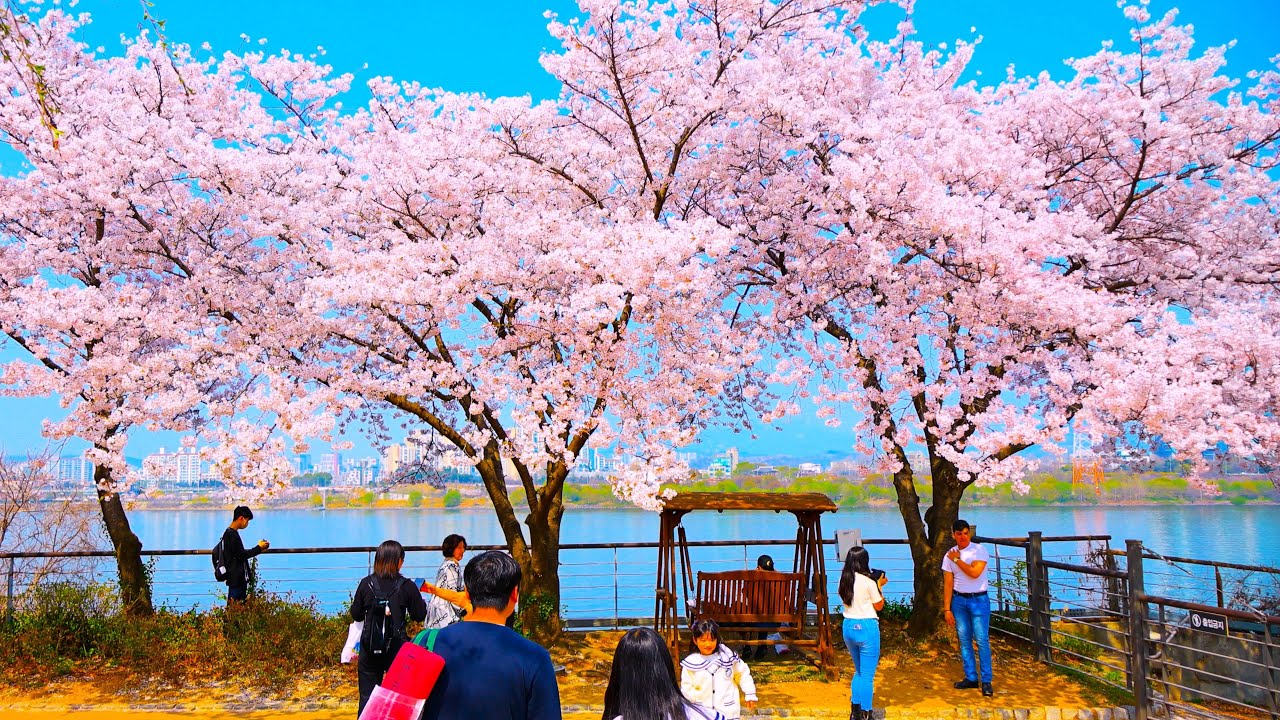 벚꽃 만개한 선유도·안양천 걷기 | SPRING OF SEOUL | SEOUL WALK (4K)
