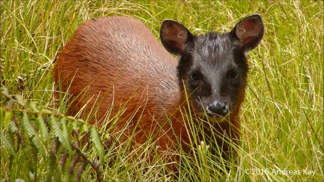 Little Red Brocket