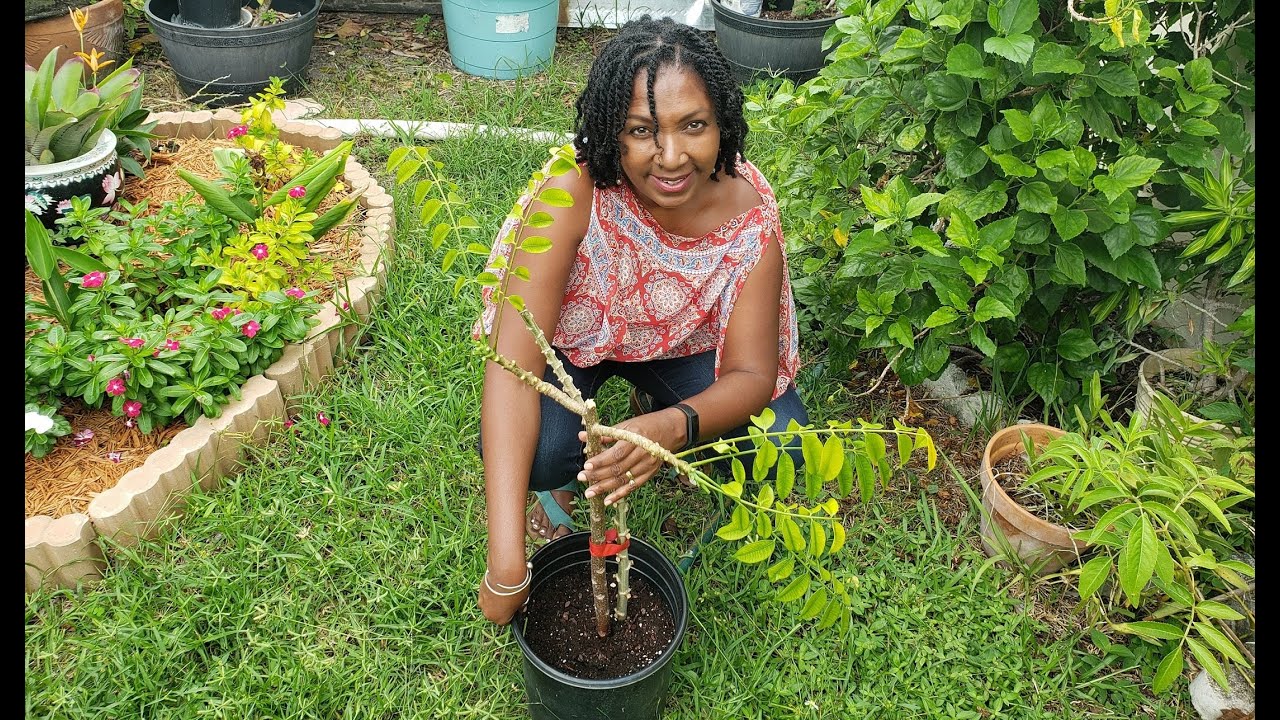 June plum tree air layer transplant