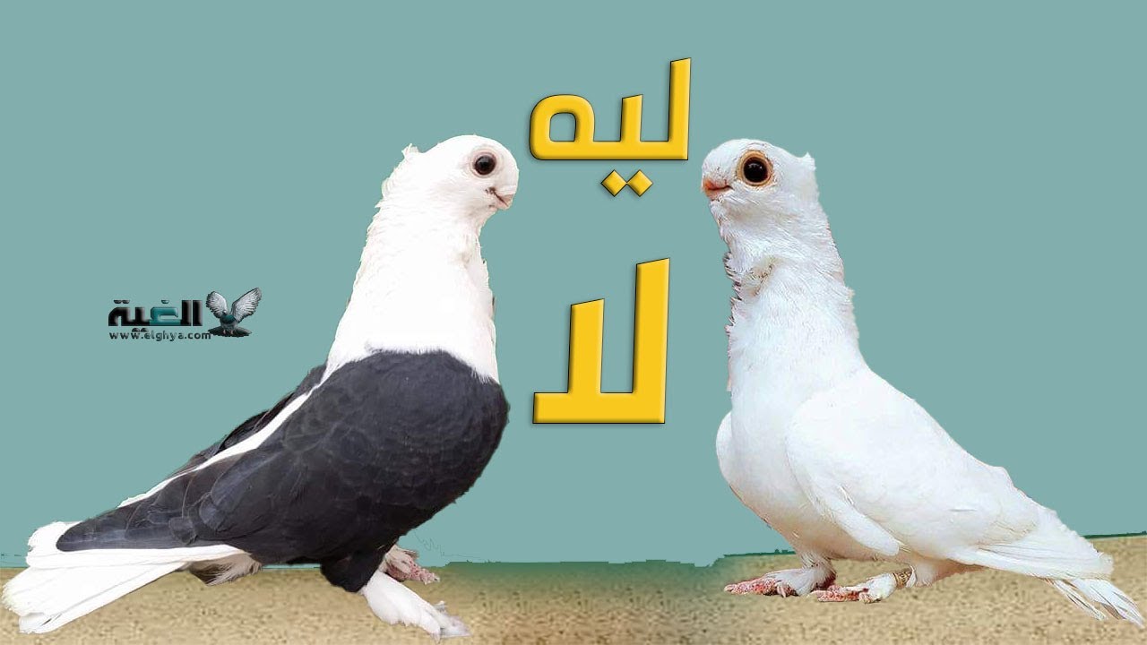 ليه منفعش تزاوج الحمام البنيدي مع العنبري كشك#الغية