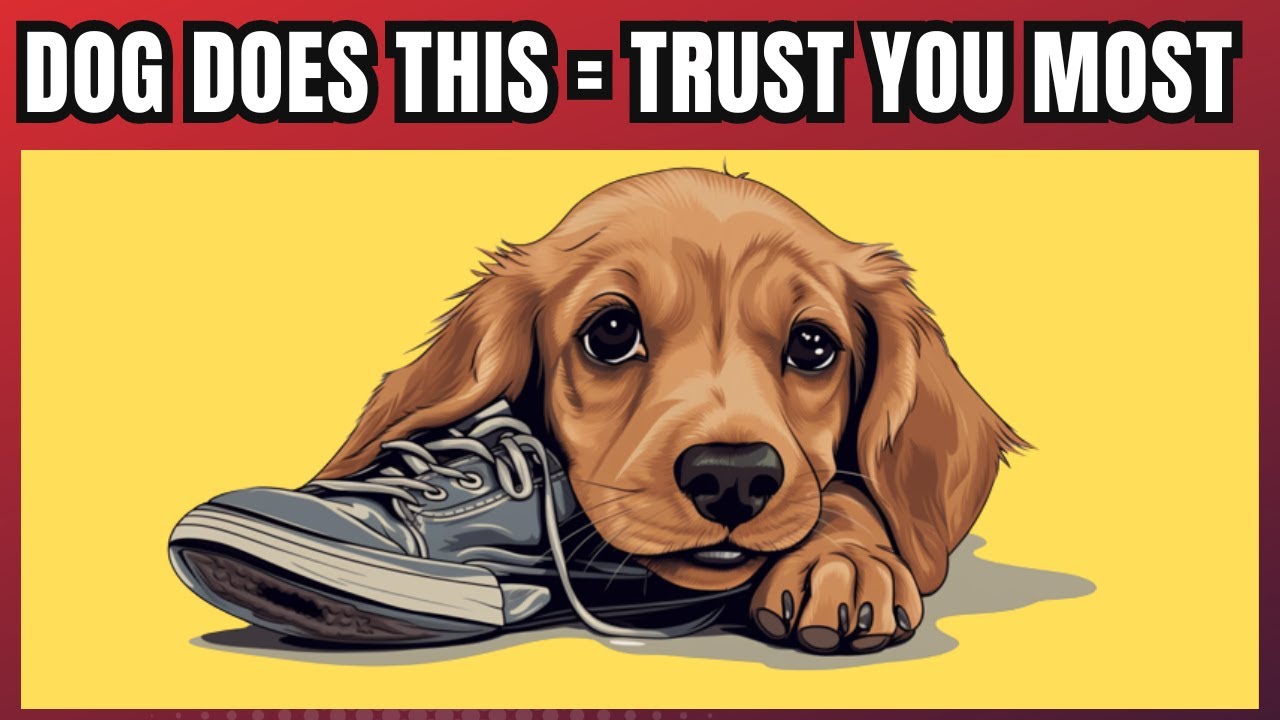 12 Signs Your Dog Trusts You The Most (Backed By Science)