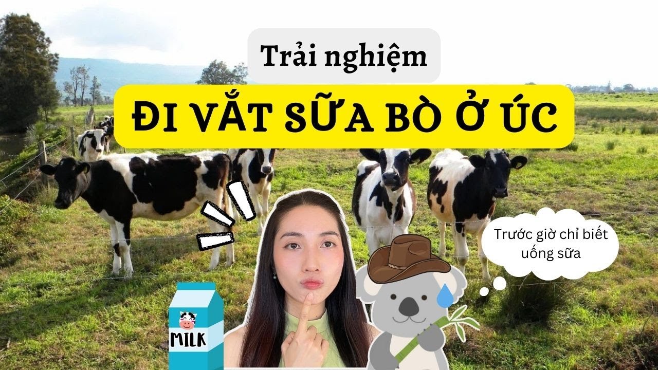Nhật ký đi Úc đổi đời p1: Làm nông dân ở Úc - Chuyện ở trang trại bò sữa