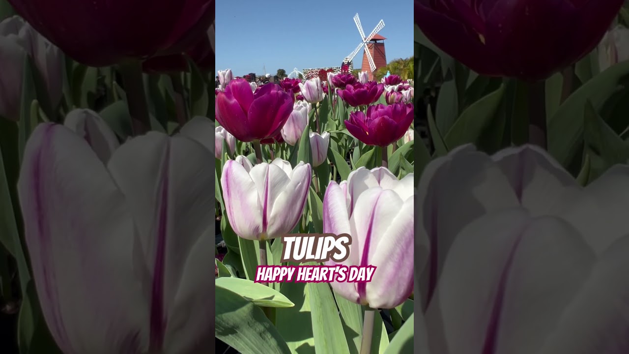 #tulips #happy #valentinesday #evasabela #flowers