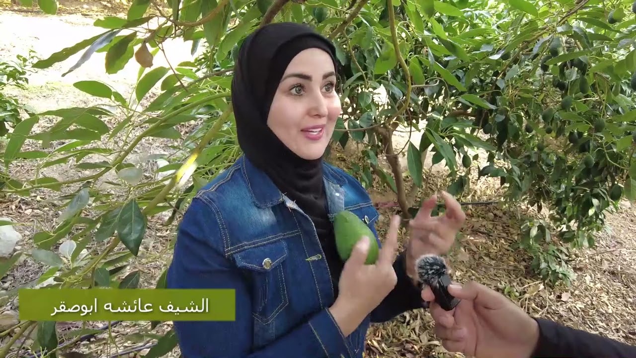 تميز ونجاح زراعة الافوكادو في الاردن ( الذهب الاخضر ) مع الشيف عائشه ابوصقر  والمهندس زكي ياسين