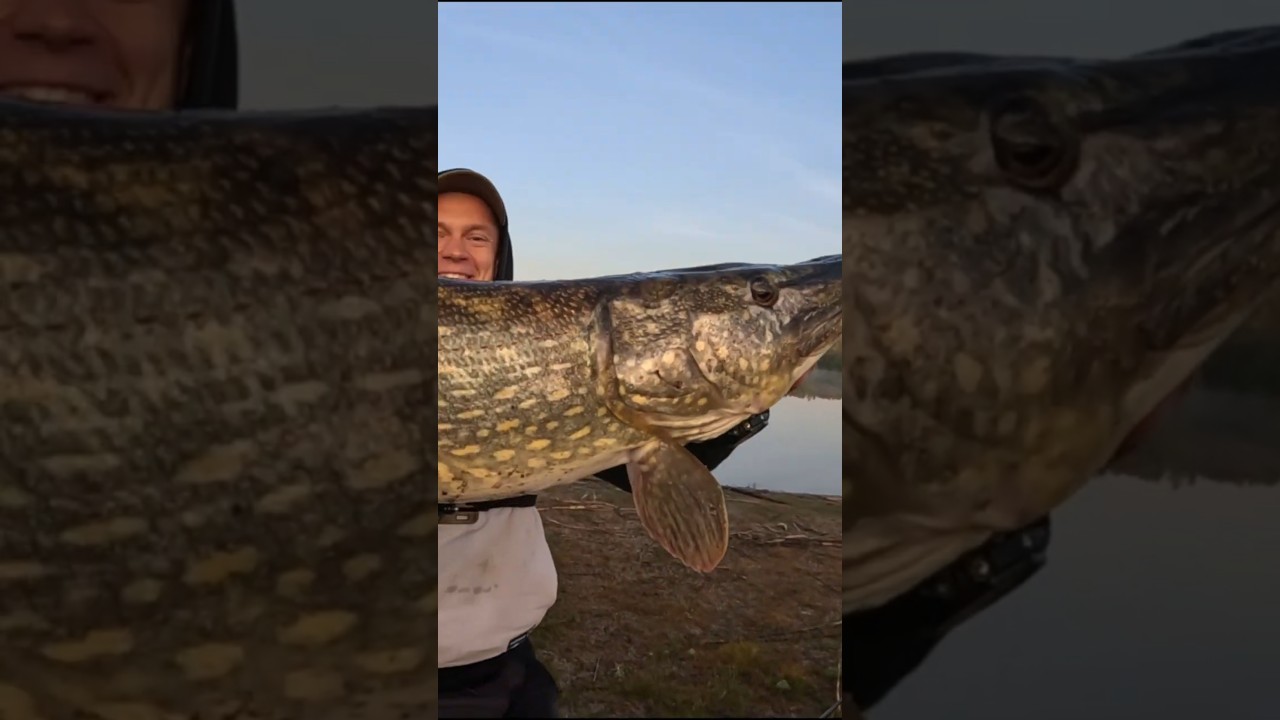 Hol Ogromnego Szczupaka! 🤯😱 Wędka aż trzeszczała...🫨 #fishing #spinning#bigfish