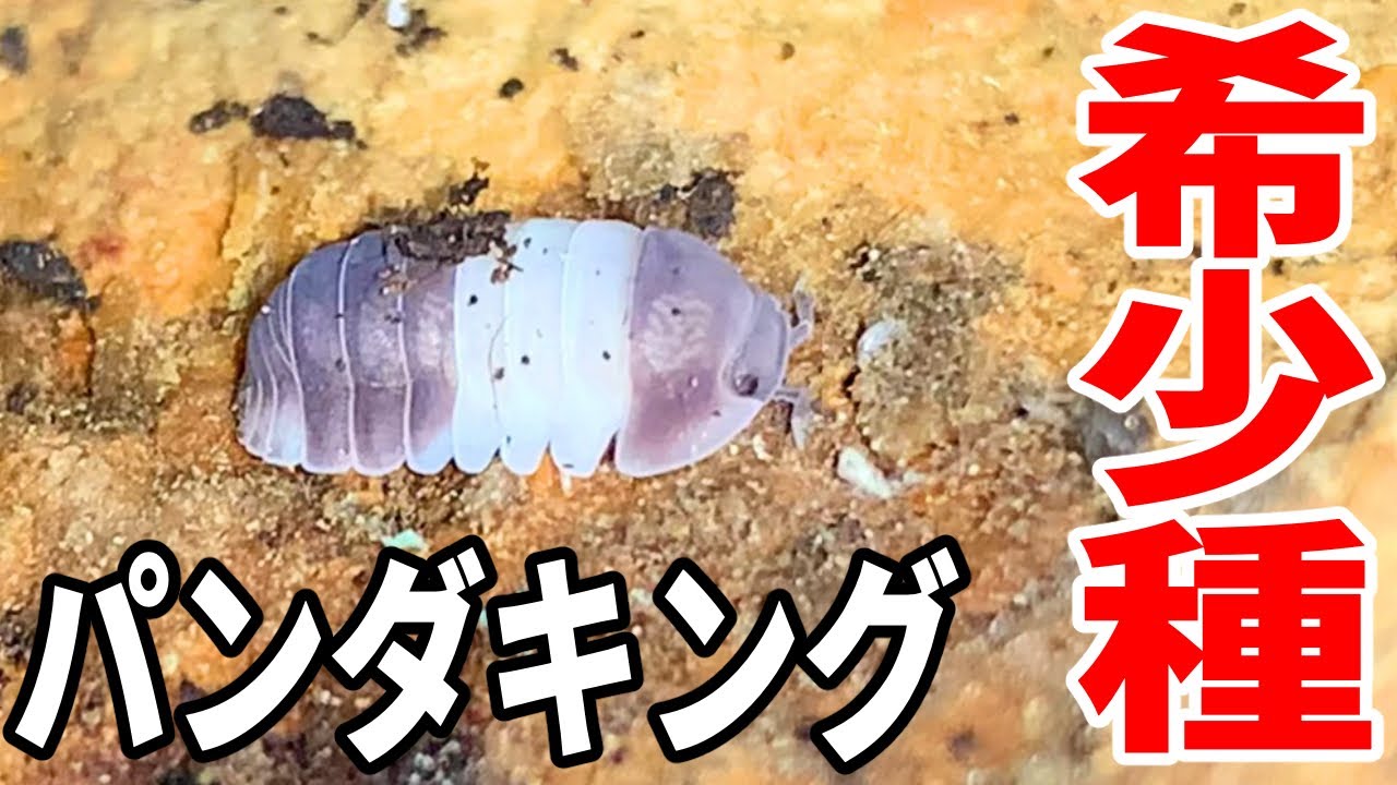 マレーシアに潜むパンダ柄のダンゴムシが可愛すぎた！