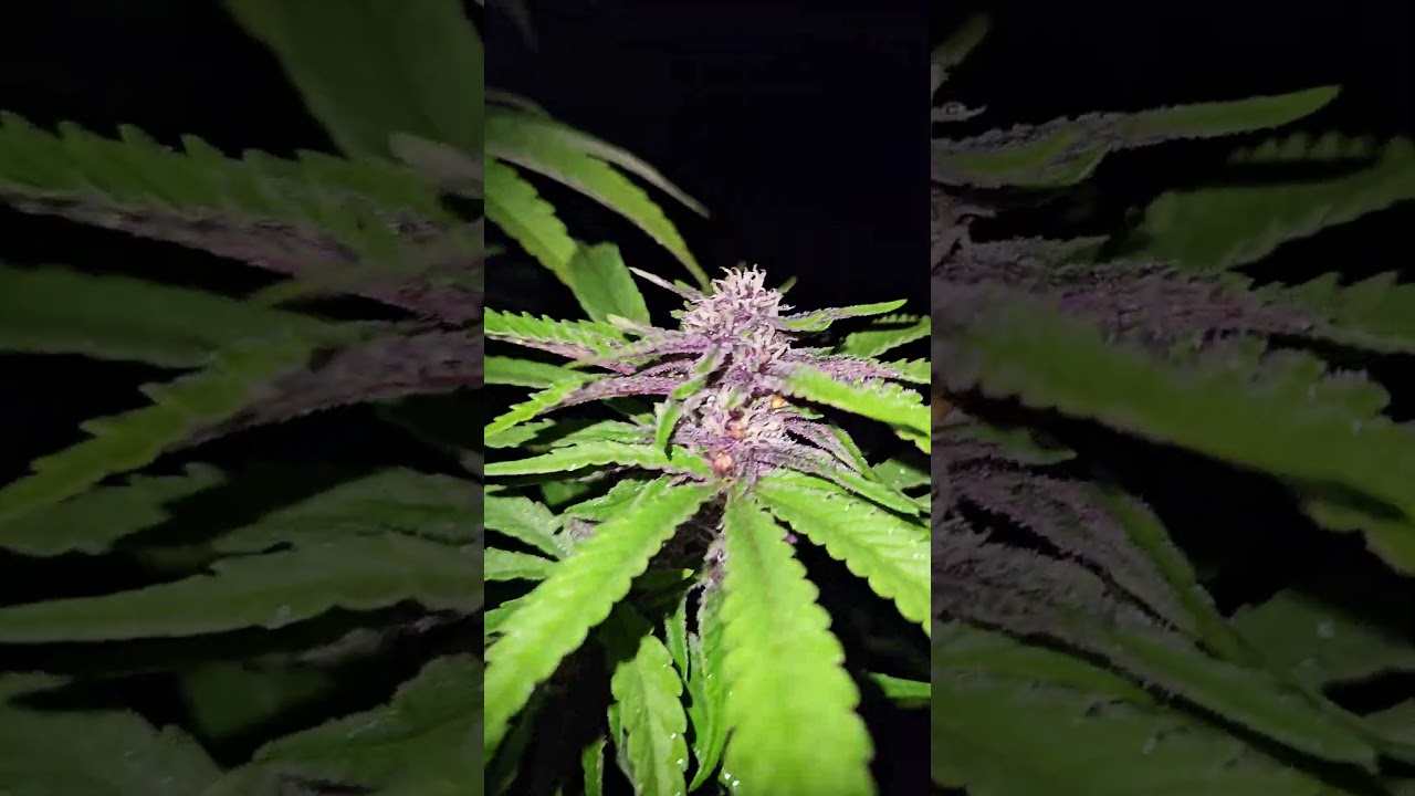 purple haze outdoor