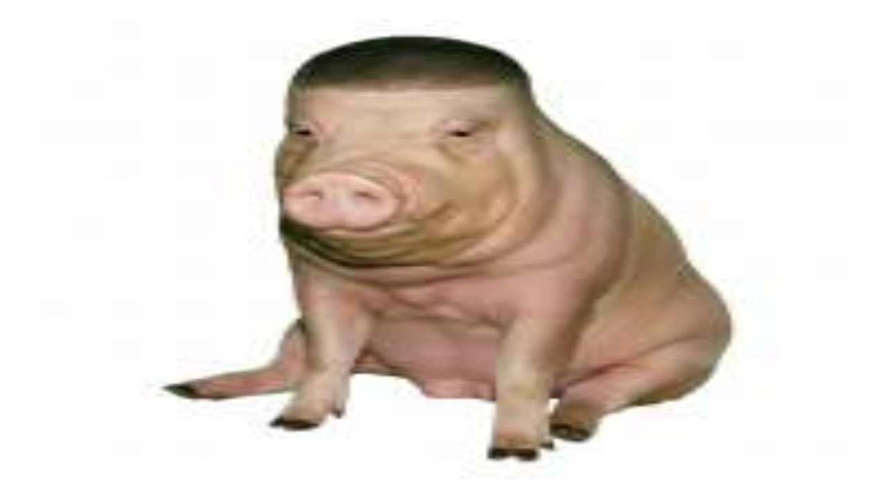 свинья сидит под крутую музыку