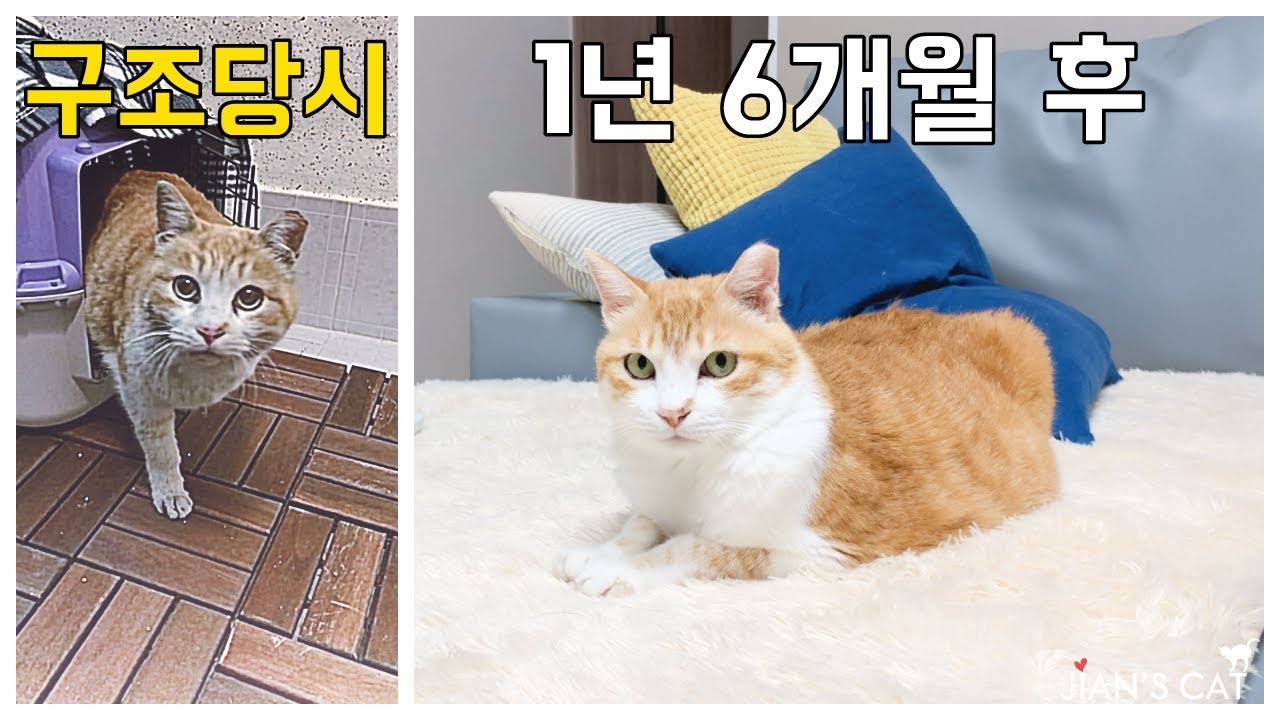 길고양이 구조 후 180도 달라진 놀라운 변화. 한치두치 감동스토리 현재의 모습.