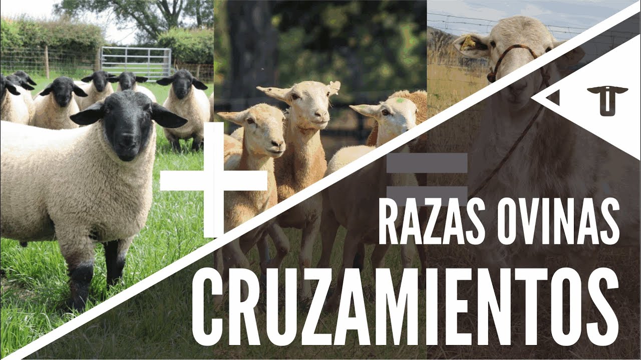Sistemas de cruzamiento ovino