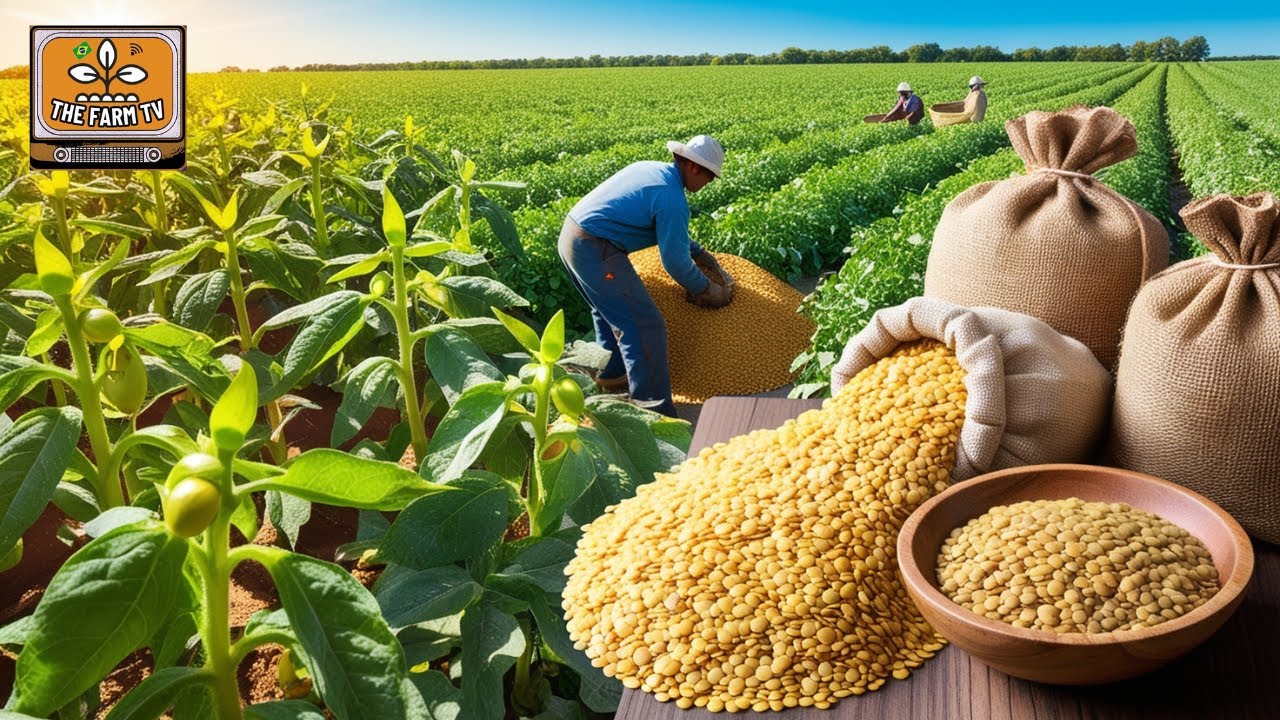 Everyone knows it and has tasted it! Discover how LENTILS are produced!
