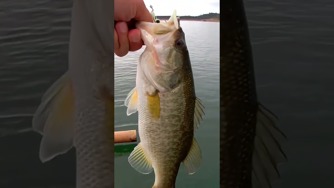 Large Mouth Bass Fishing Philippines