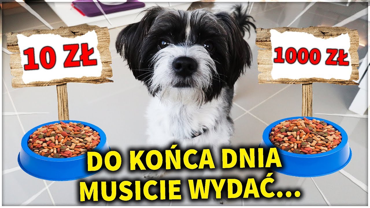 PIES DECYDUJĘ, ILE MOŻEMY WYDAĆ DO KOŃCA DNIA...