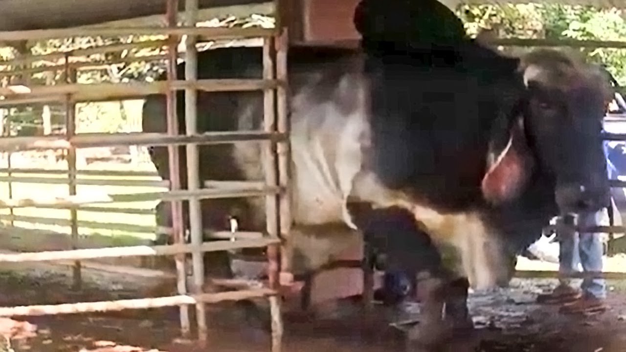 Huge Grey Brahman & Indu-Brazil bulls