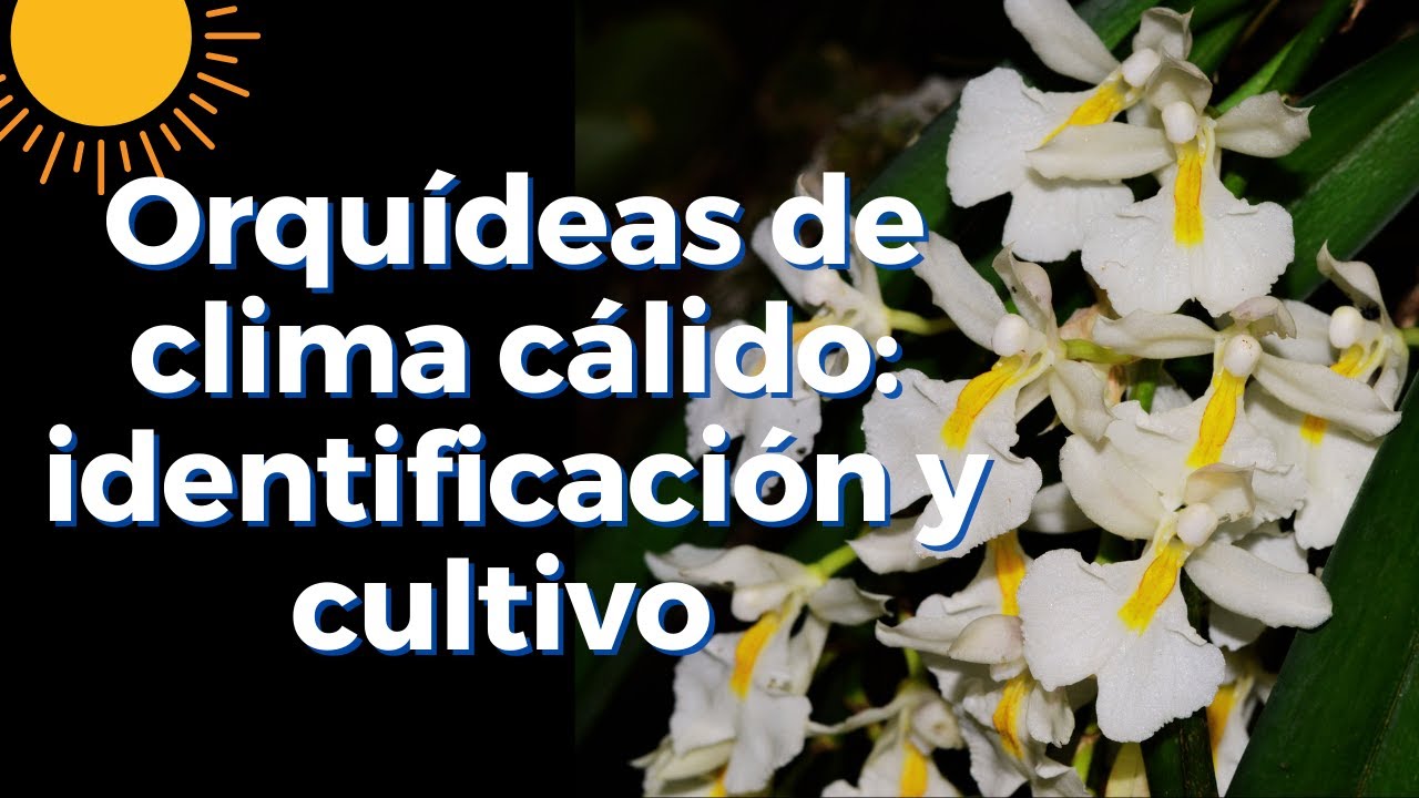 Orquídeas de clima cálido: identificación y cultivo - Nunca pares de aprender con CorpOrquídea