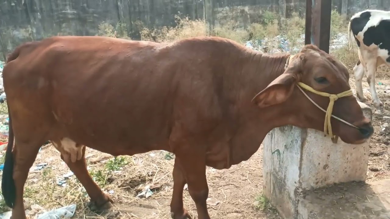Erragadda Sunday cattle market / 22 February 2026 / cows / hf / jersey / sahiwal / gir cows 