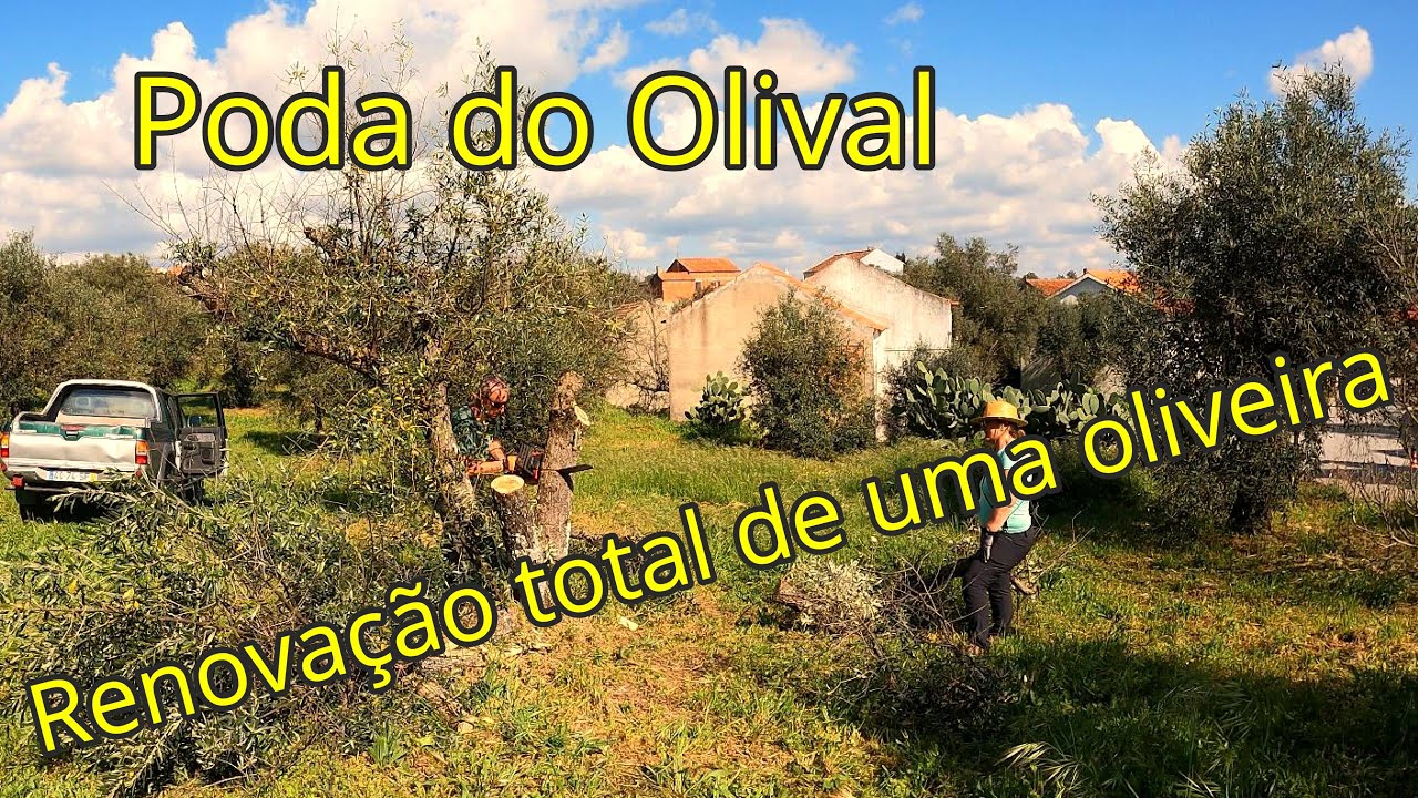 #114 Renovação total de uma oliveira