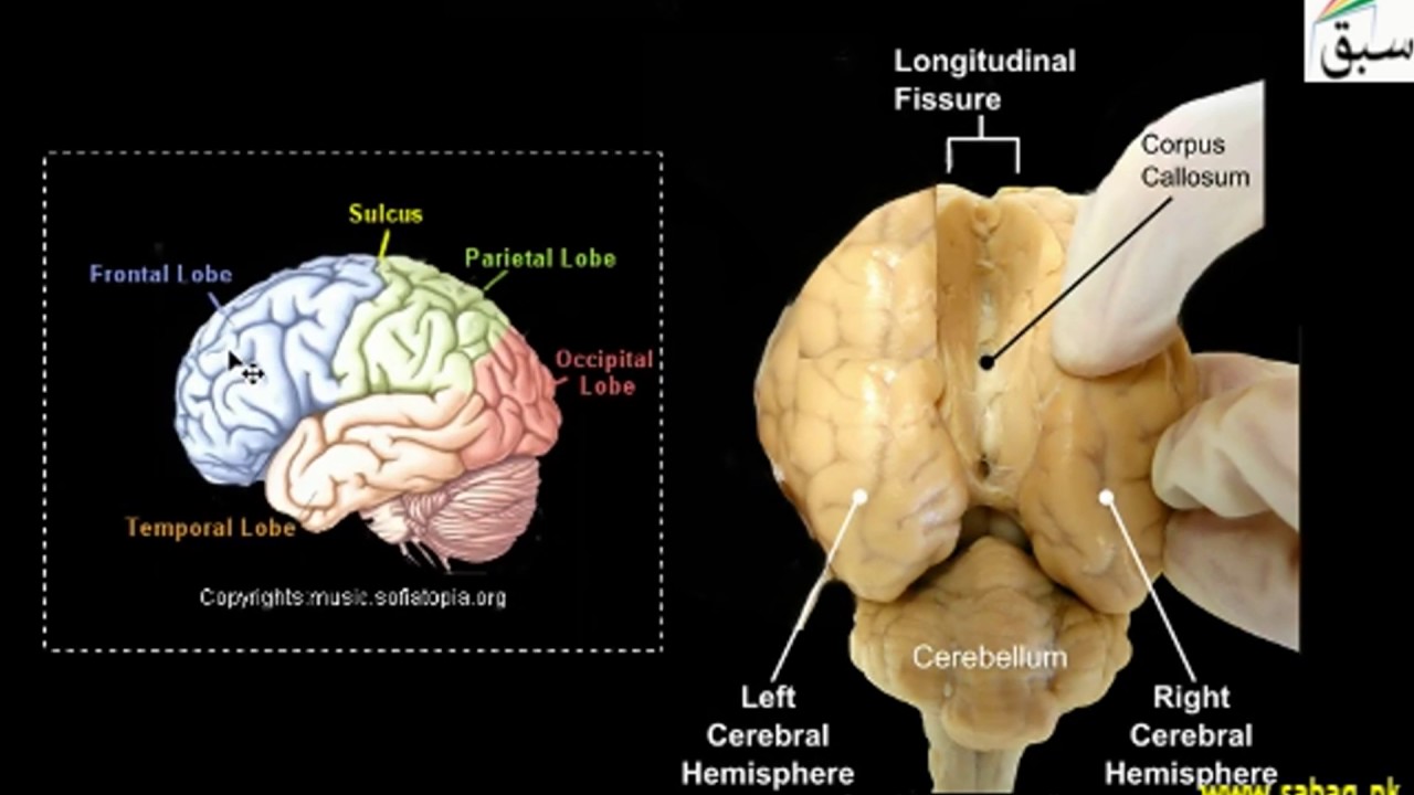 Central Nervous System (CNS) Brain, Biology Lecture | Sabaq.pk |