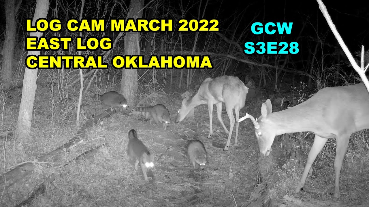 East Log Cam March 2022 S3E28 #trailcam #gamecam #wildlife #nature