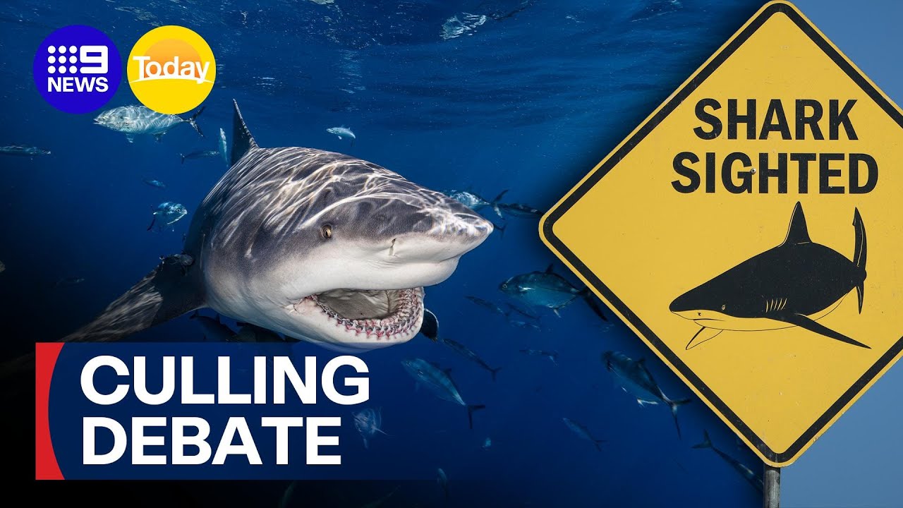 More Aussies calling for better management of shark populations | 9 News Australia
