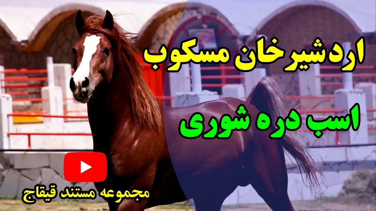 تاریخچه اسب دره شوری و تاسیس شرکت چاپار سمیرم.
