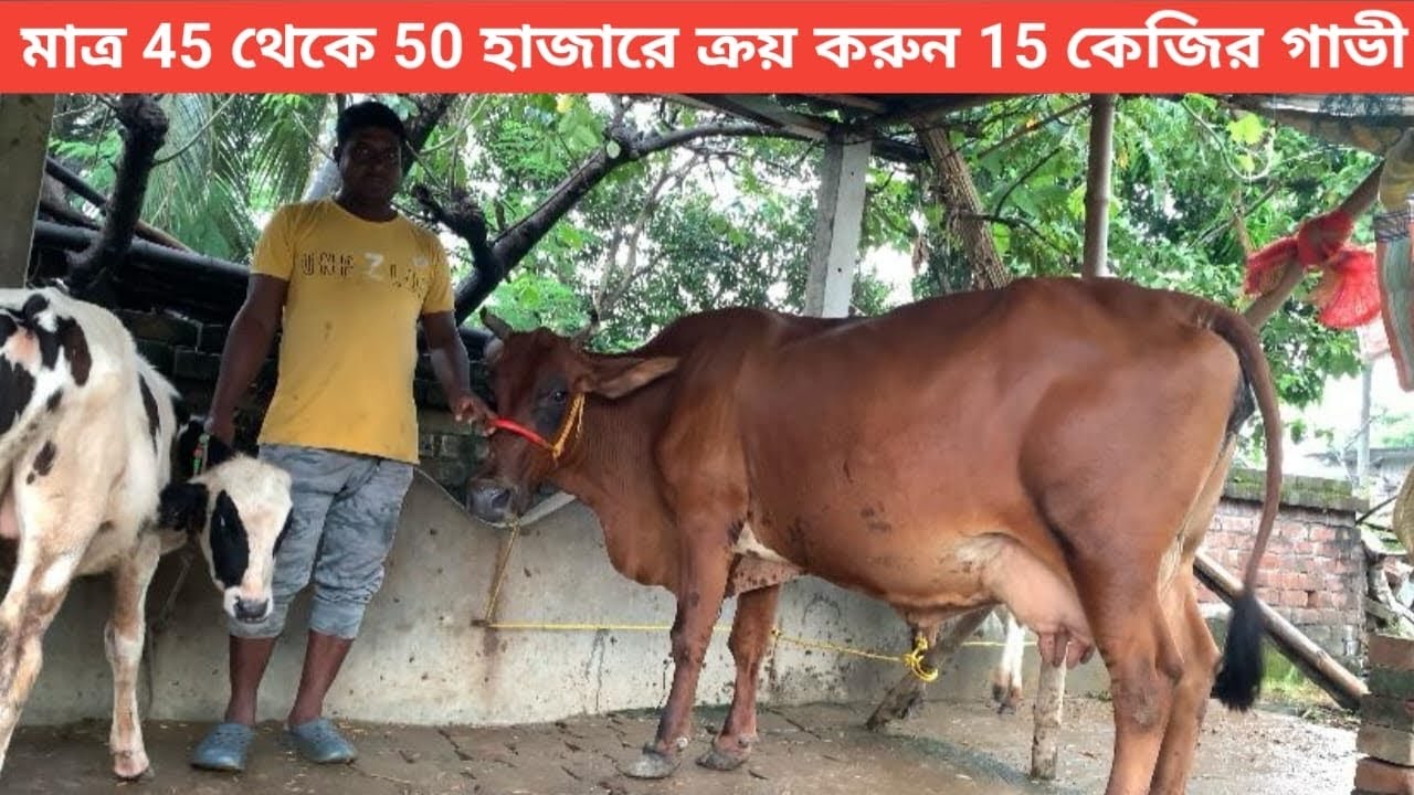 সিদ্দিক ভাই এর নতুন কালেকশন// মাত্র 45 থেকে 50 হাজারে ক্রয় করুন 14 থেকে 15 কেজি দুধের গাভী। 