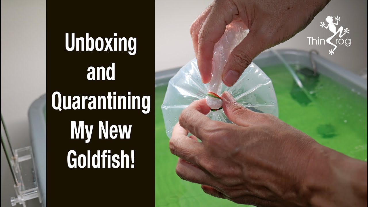 Unboxing and Quarantining My NEW Goldfish