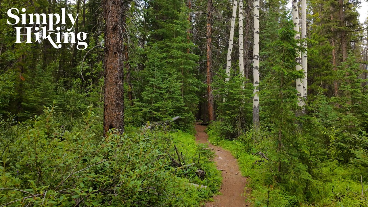 30 Minute Forest Treadmill Walk | Canadian Rockies 4K Immersive Scenery