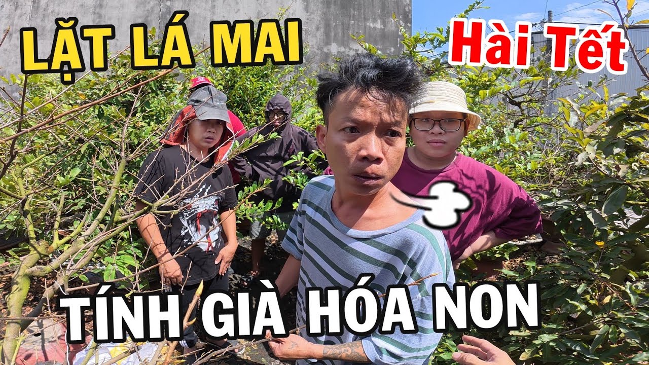 Anh Nhí Betta tính già hóa non thuê báo thủ lặt lá Mai Tết và cái kết (Hài Tết)