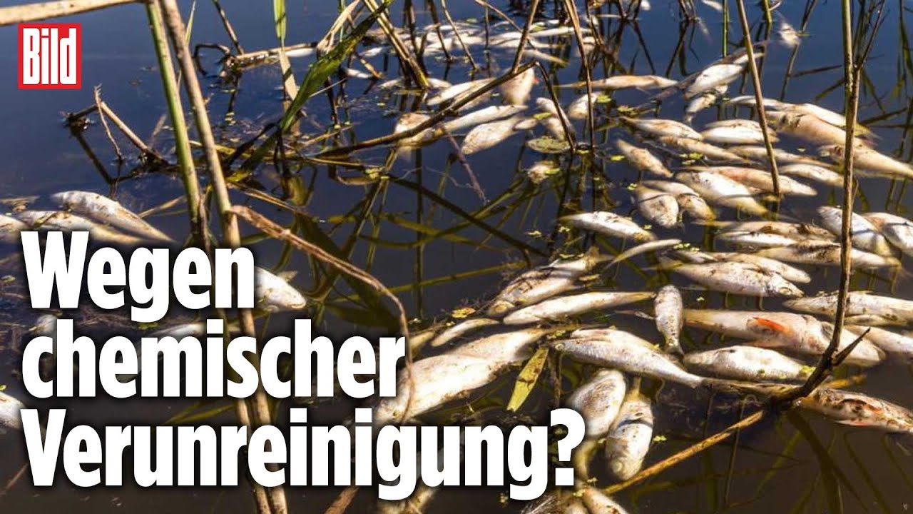 &Ouml;kologische Katastrophe: Tausende tote Fische in der Oder