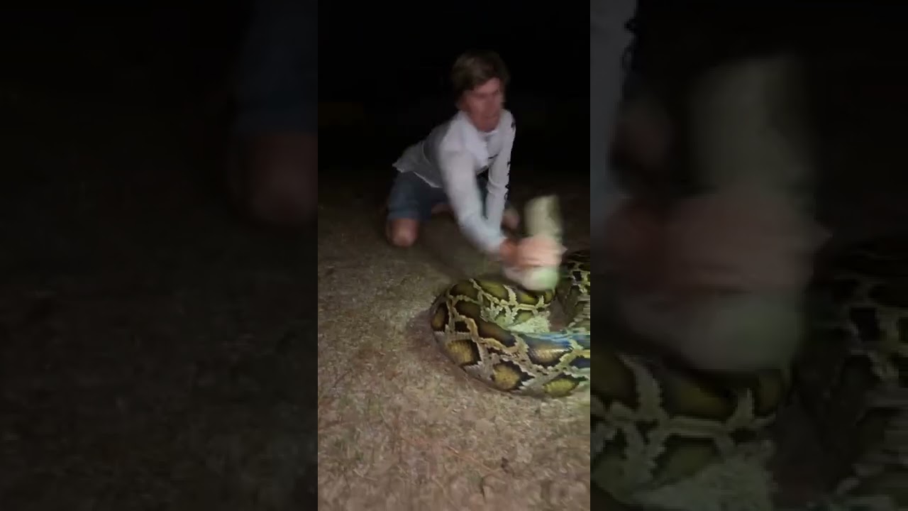 That&rsquo;s a big ￼one #snake#youtubeshorts#florida#wildlife