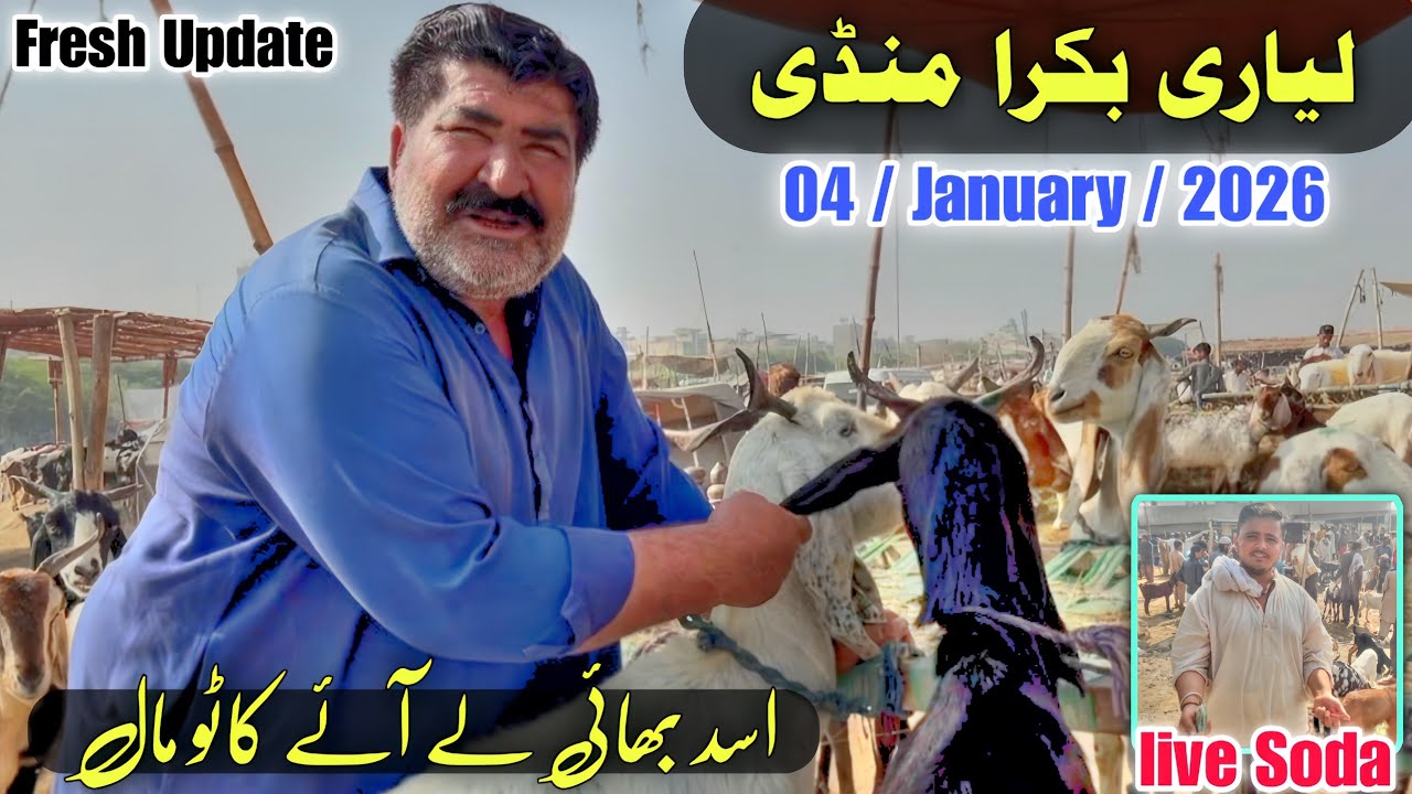 Lyari Bakra Mandi Asad Bhai Brought Kato Maal | Live Soda