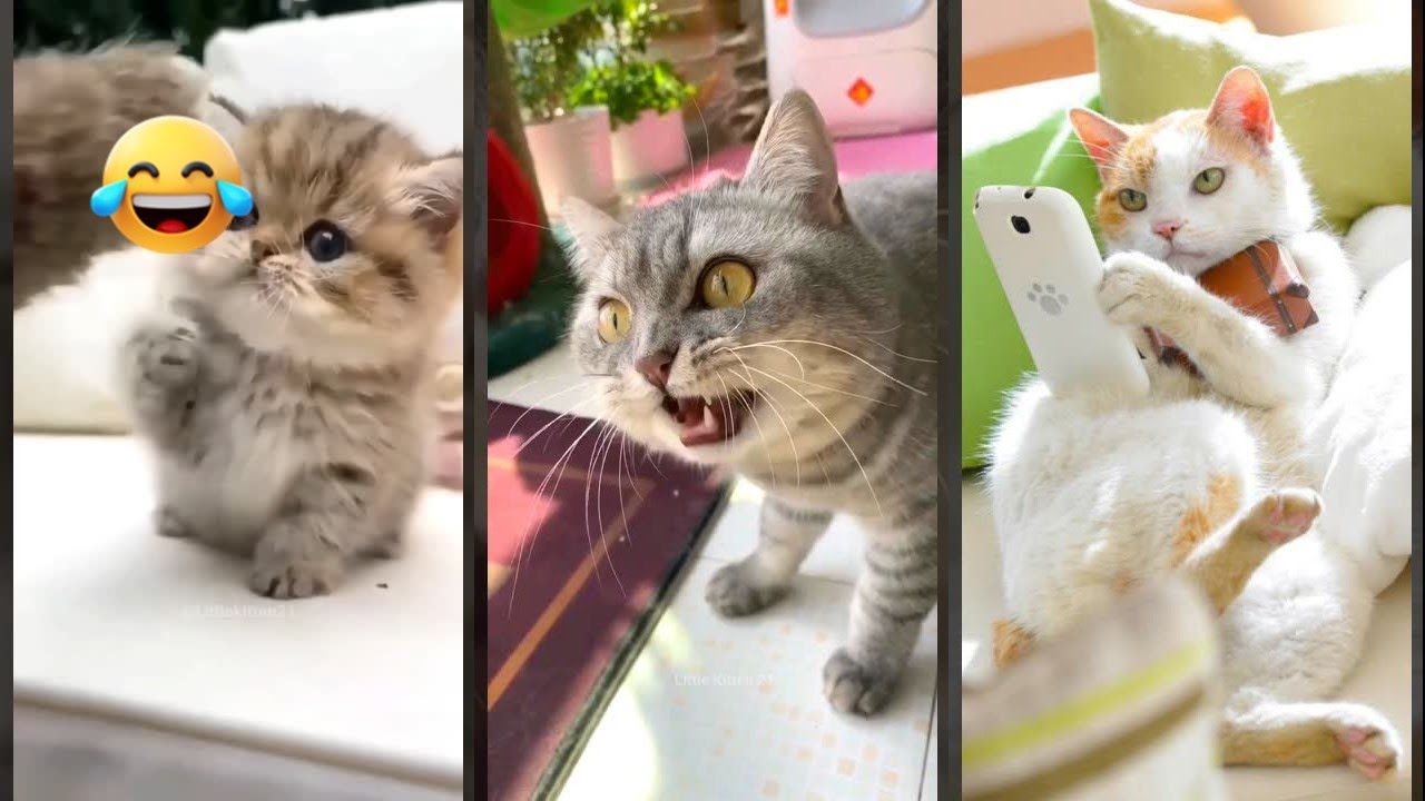 Cute Cats 🐱 funny cats talking 🐈‍⬛ #FunnyCats Ep 2196